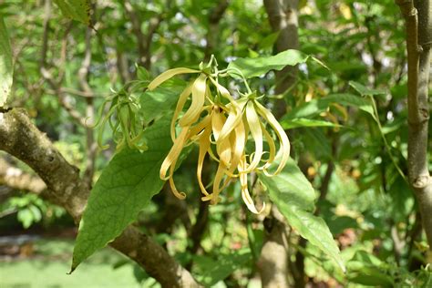 Cananga odorata .